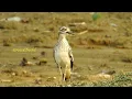 Download Lagu Indian Thick Knee | Stone Curlew Call