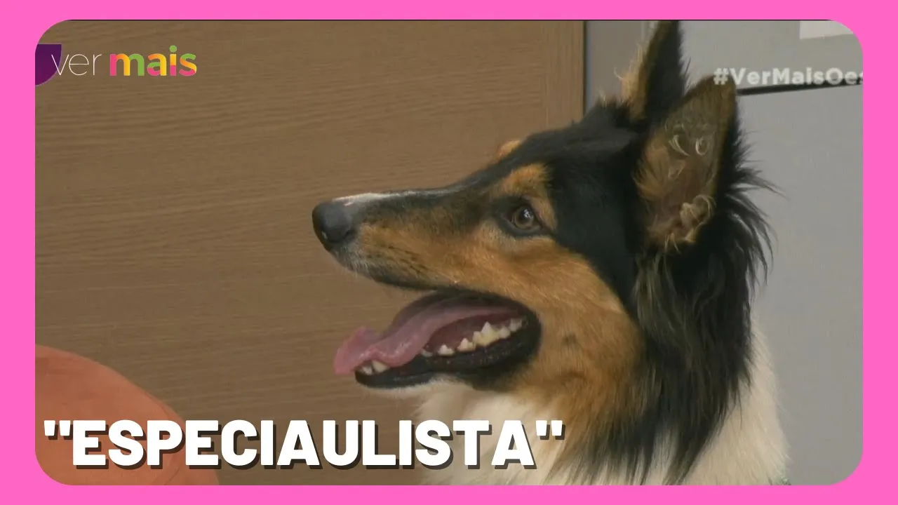 Cão Chapecó: "Especiaulista" em matemática
