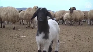 ياغنماتي ماء ماء جديد         دندنها