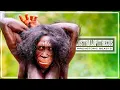 The Ape That Walked Upright Before It Grew a Brain