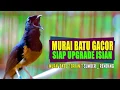 Lagu MURAI BATU GACOR FULL ISIAN !!! COCOK UNTUK UPGRADE ISIAN MURAI BAHAN ( shama bird singing )