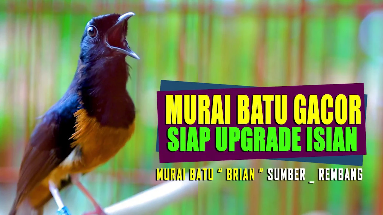 
          
          
          
            
            MURAI BATU GACOR FULL ISIAN !!! COCOK UNTUK UPGRADE ISIAN MURAI BAHAN ( shama bird singing )
          
        . 