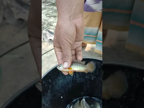 fishing in pont বরশি দিয়ে কই মাছ পুটি মাছ শিকার #fish #fishing #villagefishing #বরশি_দিয়ে_মাছ_ধরা