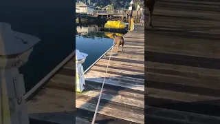 Looks like they’re just laying on tops the water lol. #Fyp #fypシ #pets #doberman #wildlife