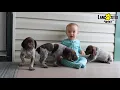 Friendly German Shorthaired Pointer Puppies