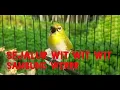Download Lagu PLECI BUXTONI TEMBAKAN SEJALUR WIT WIT PANJANG SAMBUNG WER KENARI