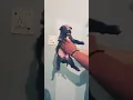 Apbt pitbull male puppy sale delhi