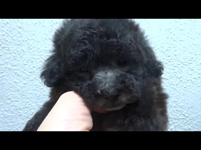 動画