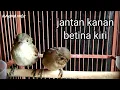 Download Lagu cara bedakan jantan dan betina burung Flamboyan
