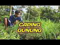 CAPING GUNUNG - Yeni Inka - Global music #Yeniinka #GlobalMusic #duoageng #Langgam