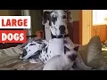 Download Lagu Large Dogs | Funny Dog Video Compilation 2017
