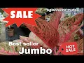 Lagu Info Terupdate Harga Aglaonema jumbo+Mutasi , lengkap ‼️eps.2.036