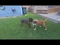 Boxers fooling around Boxer play is not like normal dogs