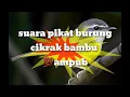 Download Lagu SUARA💥pikat burung cikrak bambu