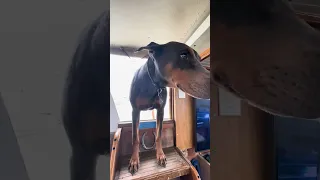 #fyp #pets #doberman #dog