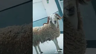 أغنية كبش العيد 2022  أغنية كبش العيد 2022