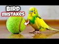 17 Care Mistakes EVERY Bird Owners Make