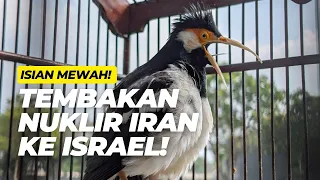 jalak suren gacor isian mewah full nembak sejalur