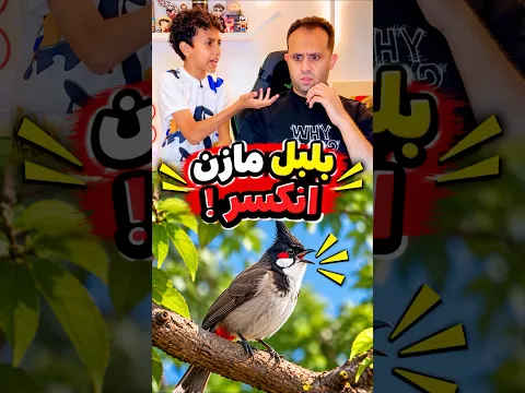 بلبل مازن انكسر !