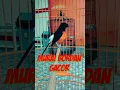 Download Lagu Murai Batu Bordan Gacor Fighter