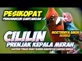 Download Lagu MASTERAN PRENJAK KEPALA MERAH BETINA VS CILILIN || PRENJAK MERAH SAMBUNG CILILIN || PRENJAK GACOR