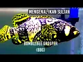 mengenal Kerapu bumblebee ( BBG)