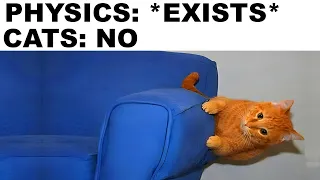 Animal memes that cure my depression