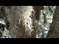 Florida rest area I-75 ASMR