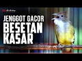 Download Lagu CUCAK JENGGOT GACOR SUPER MBESET KASAR