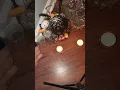 coco Eleggua monday mornings orisa worship spirituality spiritualist spiritual work