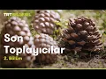 Download Lagu Son Toplayıcılar | Çam Fıstığı ve Kurbağa | TRT Belgesel