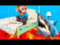 Download Lagu Monkey Baby Bon Bon goes shark fishing and eats watermelon and ducklings in the garden