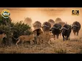 Lagu Savage Africa: The Unforgiving Laws of Wildlife Survival | 4K Wildlife Documentary