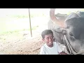Download Lagu आज झाला मोकळाच हेलपाटा बायको म्हणते द्या विषय सोडून एकटं पळू नका 😭 #gavthihanumant 