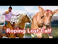 Calf Goes Missing Bonus Vlog