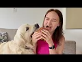 Lagu Funniest Golden Retriever Videos - Try Not to Laugh