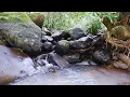 Download Lagu Instrument Sape Borneo Best Relaxing Music - Sape Traditional Instrument and Nature Sound