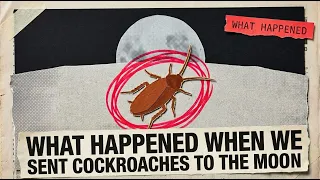 What Happened to the Unkillable Cockroach That Went to the Moon?! (It Can Survive on the Moon)