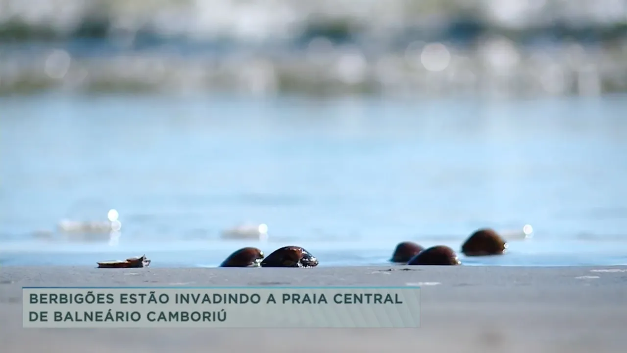 Berbigões estão invadindo a praia de Balneário Camboriú