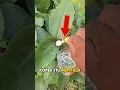 Download Lagu Buah apa itu 😲❓#shortvideo #faktaunik #faktamenarik #tanamanunik #short #shorts