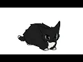 maxwell cat