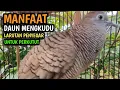 Download Lagu MANFAAT DAUN MENGKUDU UNTUK BURUNG PERKUTUT \u0026 LARUTAN PENYEGAR