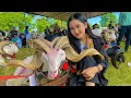 Download Lagu DOMBA-DOMBA MEWAH UNGGULAN KONTES TERNAK‼️