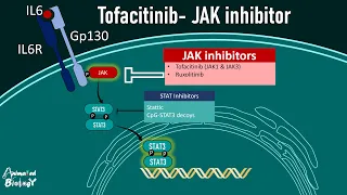 JAK-STAT Pathway and Janus Kinase (JAK) Inhibitors | Tofacitinib Pharmacology Explained |USMLE step1
