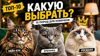 ТОП-10 лучших пород кошек для новичков