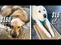 TESTING DOG BEDS WHAT DO THEY LIKE BETTER 15 vs 150