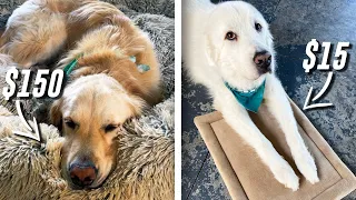 TESTING DOG BEDS WHAT DO THEY LIKE BETTER 15 vs 150