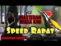 Lagu MASTERAN BURUNG CILILIN GACOR DAN BURUNG PELATUK BAWANG GACOR
