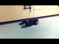 Bujinkan Makoto Dojo Light Nage Randori