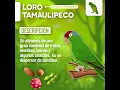 Loro Tamaulipeco Amazona viridigenalis